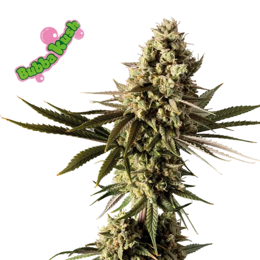 Bubba Kush