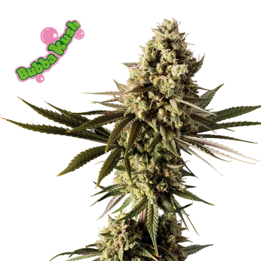 Bubba Kush