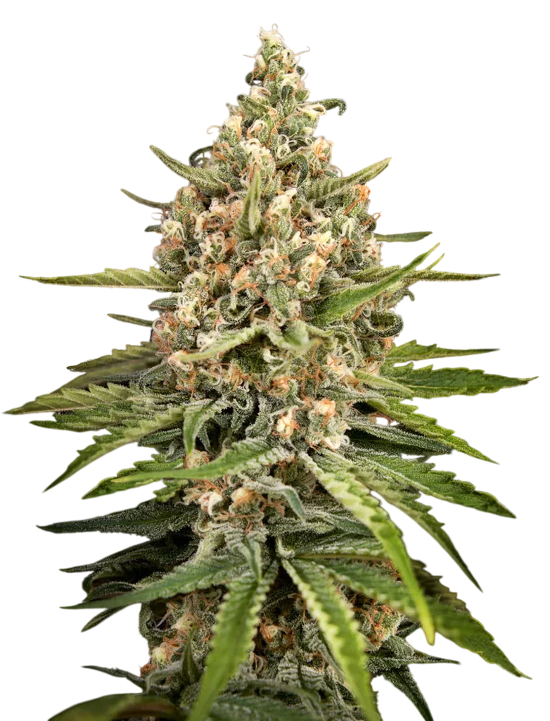 Bubba Slush – Produktansicht