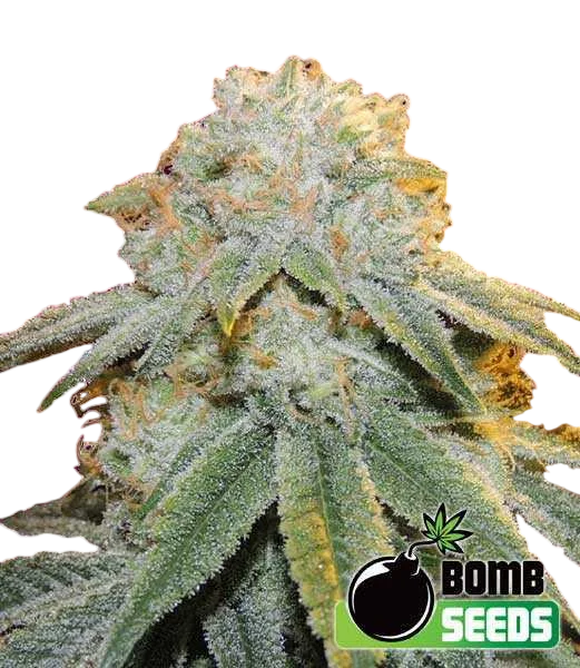 Bubble Bomb – Produktansicht