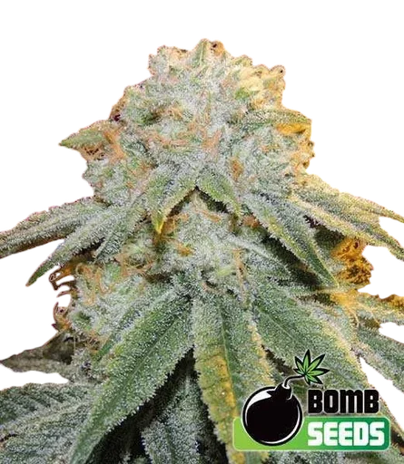 Bubble Bomb