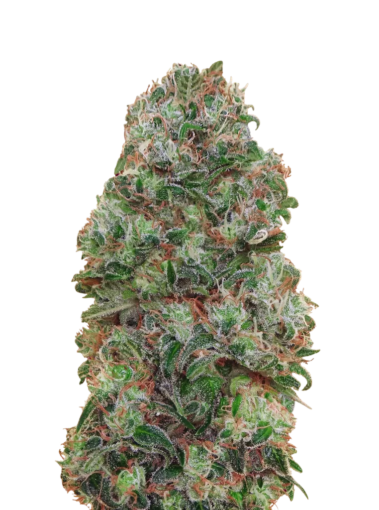 Bubble Gum | PHOTOFEM | 00 Seeds