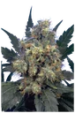 Bubble Gum | PHOTOFEM | Serious Seeds
