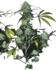 Bubble Gum | PHOTOFEM | T.H. Seeds