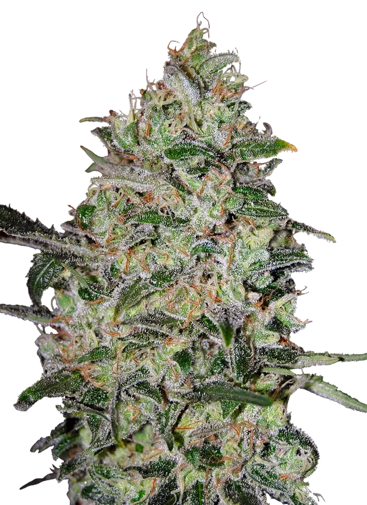 Bubble Gum FAST | PHOTOFEM | 00 Seeds