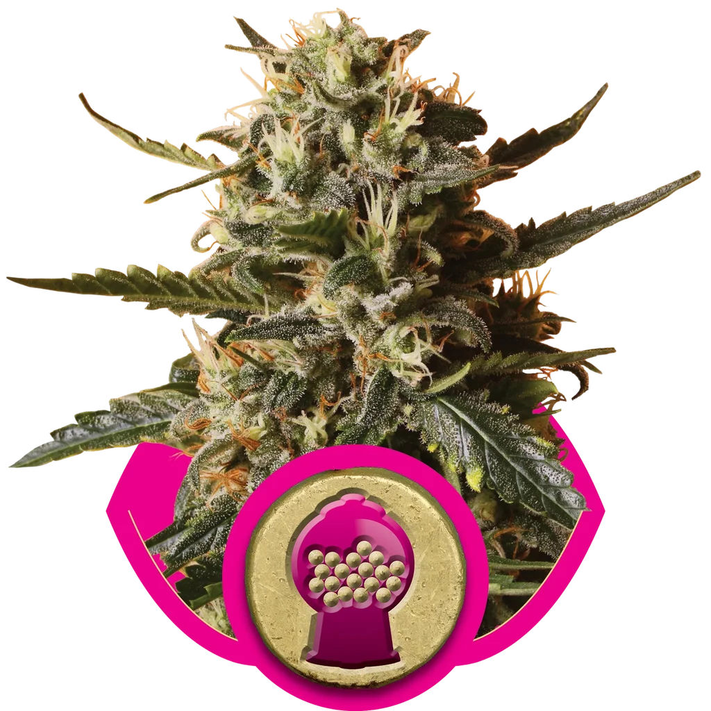 Bubblegum XL – Produktansicht
