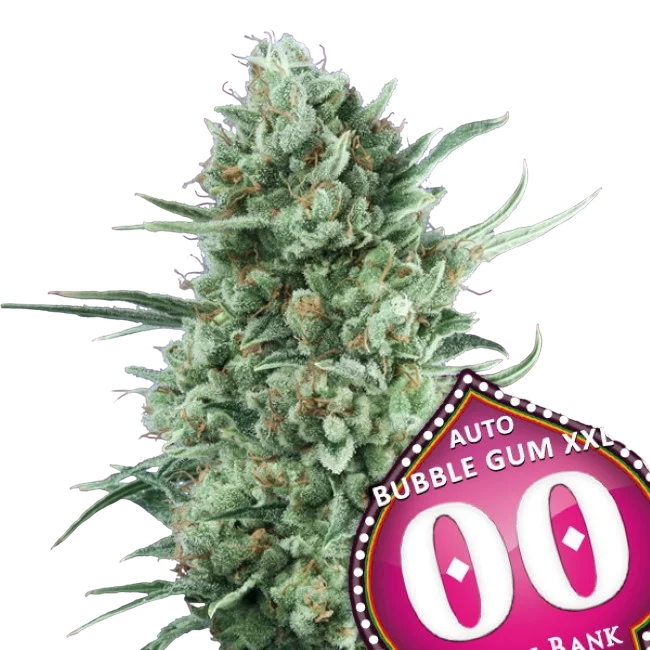 Bubble Gum XXL Auto – Produktansicht