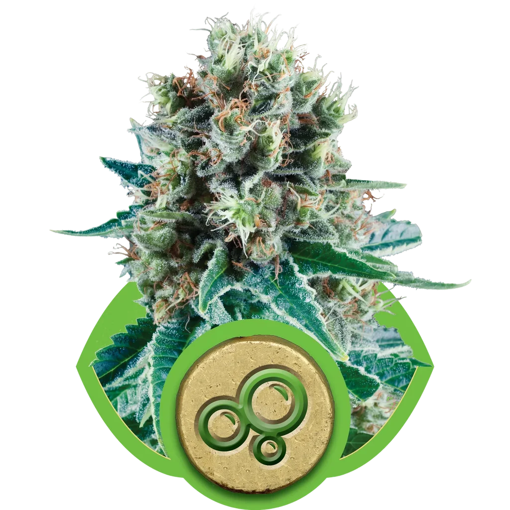 Bubble Kush Auto – Produktansicht