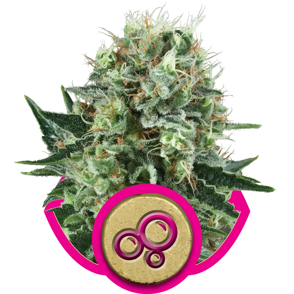 Bubble Kush – Produktansicht