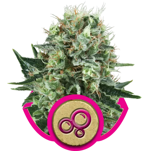 Bubble Kush