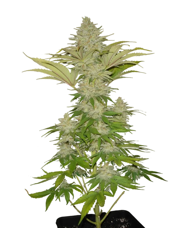 Bubblicious – Produktansicht