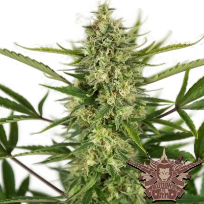 Buddha Classics AK Auto