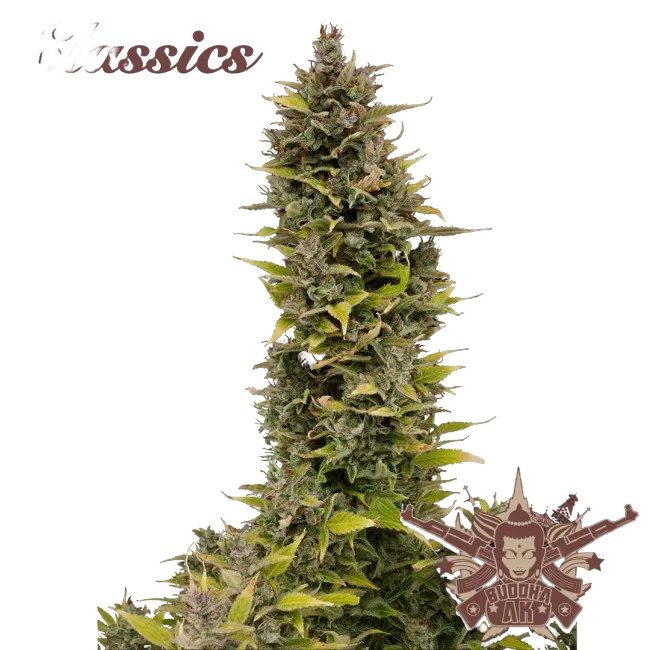 Buddha Classics AK – Produktansicht