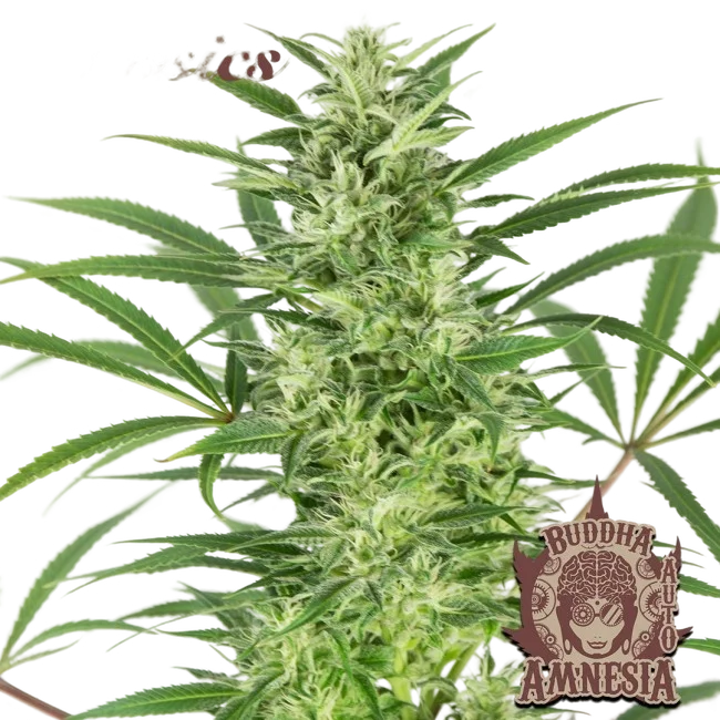 Buddha Classics Amnesia Auto – Produktansicht