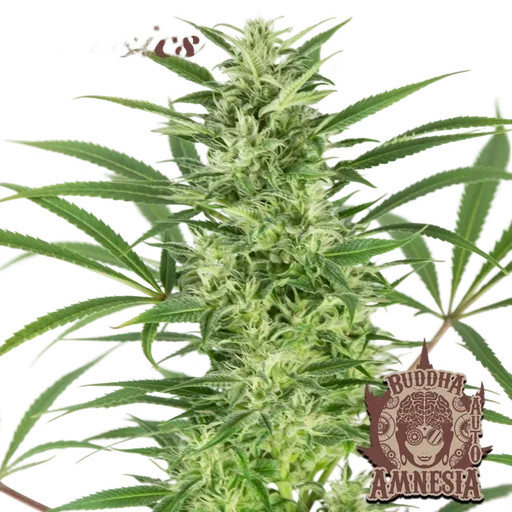 Buddha Classics Amnesia Auto
