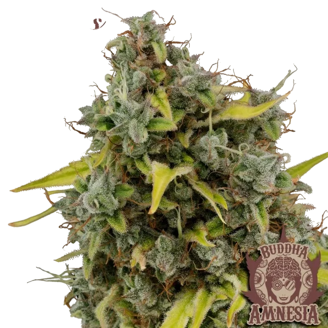 Buddha Classics Amnesia – Produktansicht