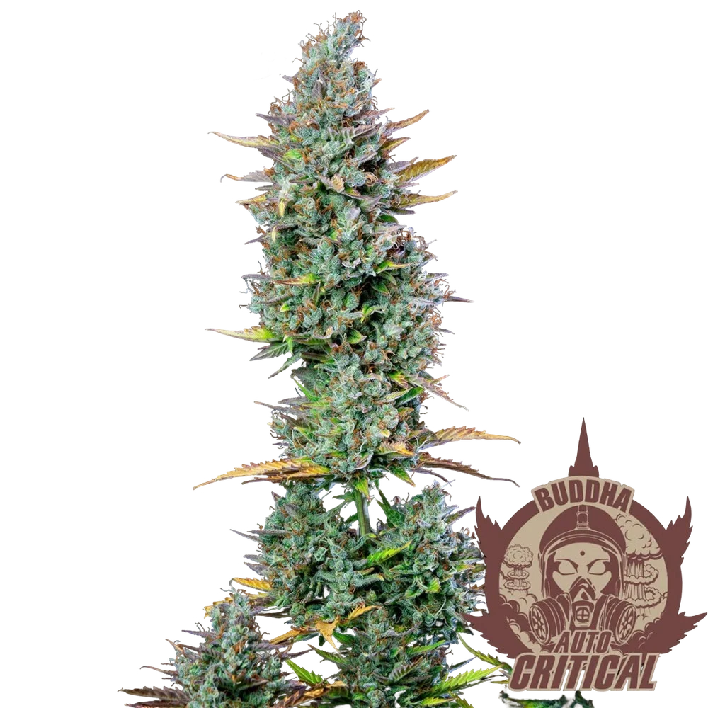 Buddha Classics Critical Auto – Produktansicht