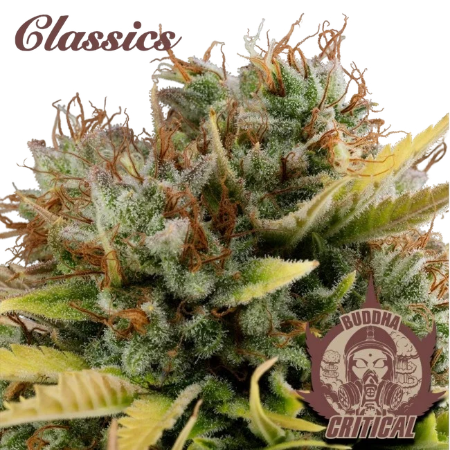 Buddha Classics Critical – Produktansicht
