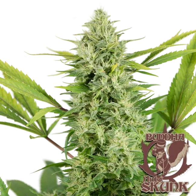 Buddha Classics Skunk Auto – Produktansicht