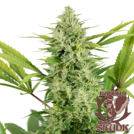 Buddha Classics Skunk Auto