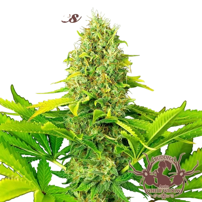 Buddha Classics White Widow Auto – Produktansicht