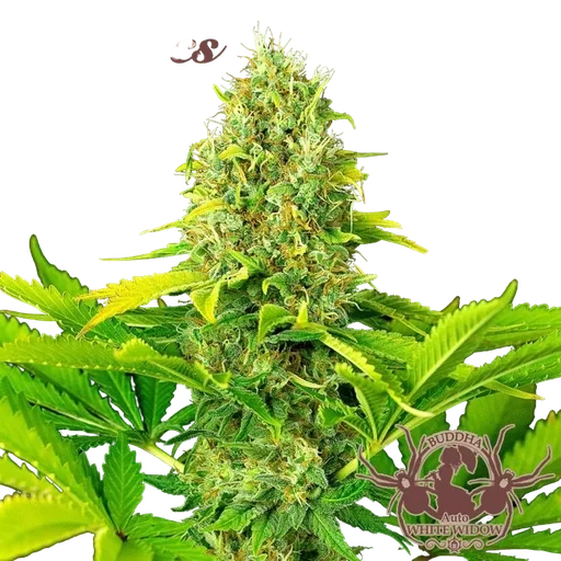 Buddha Classics White Widow Auto