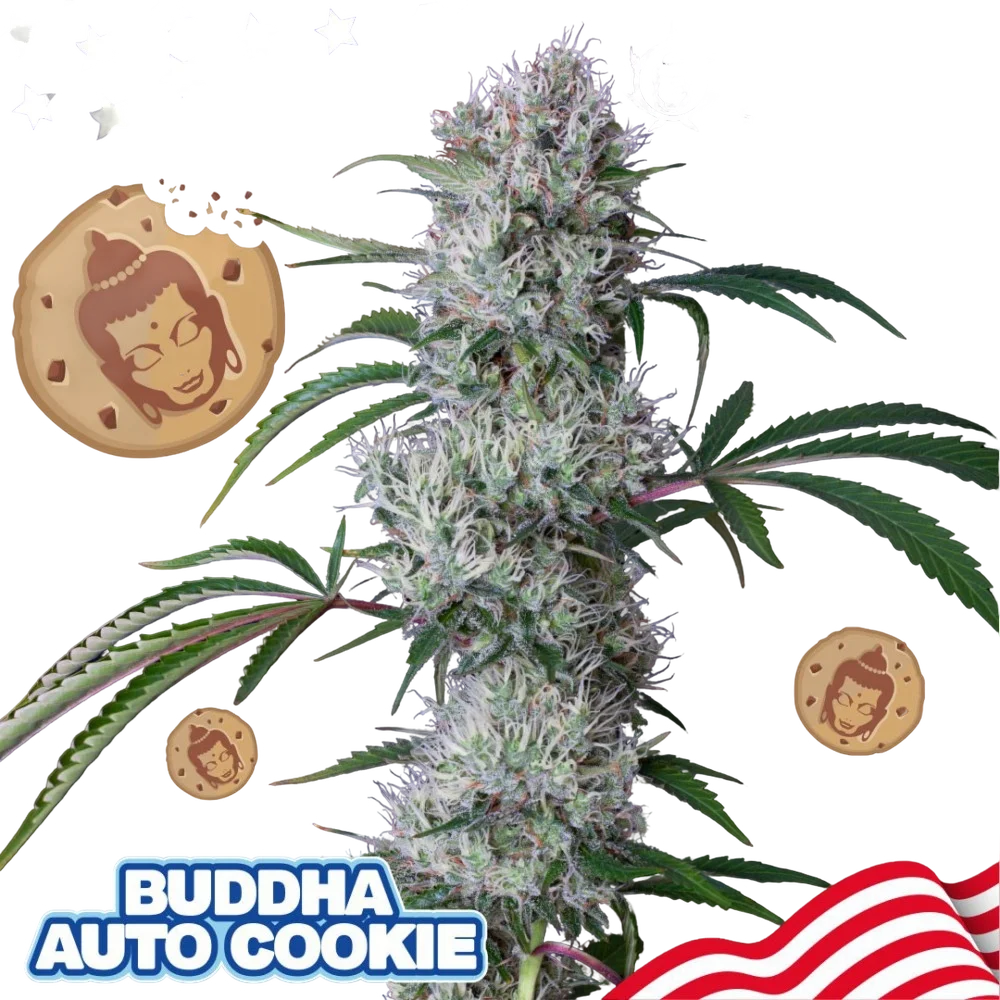Buddha Cookie Auto – Produktansicht