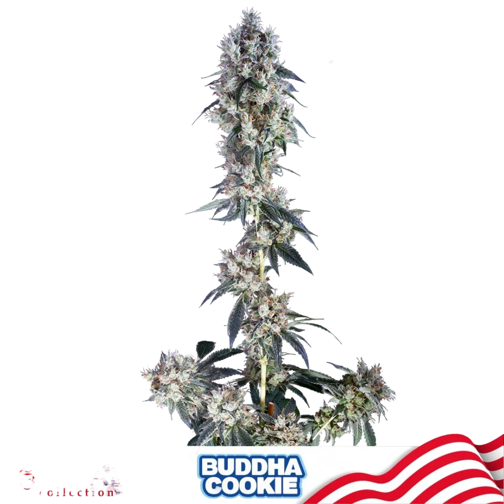 Buddha Cookie – Produktansicht