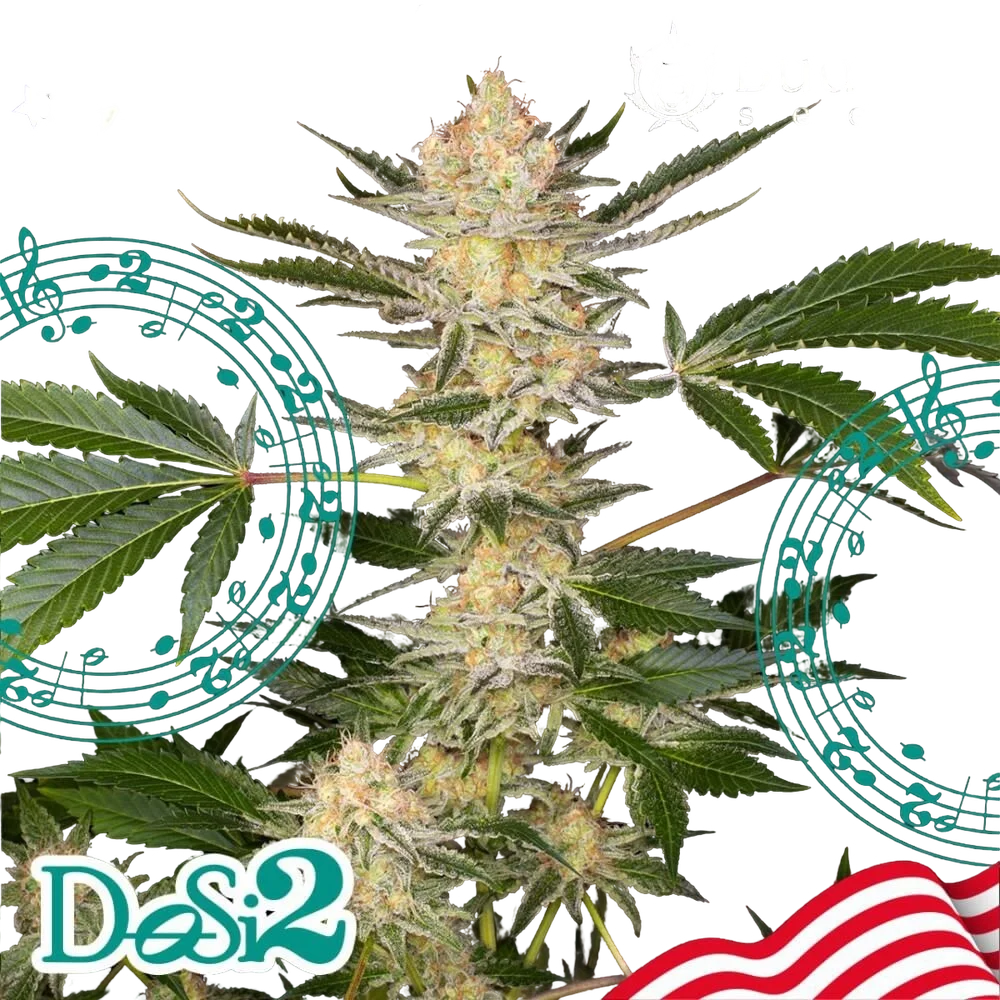 Buddha DoSi2 – Produktansicht