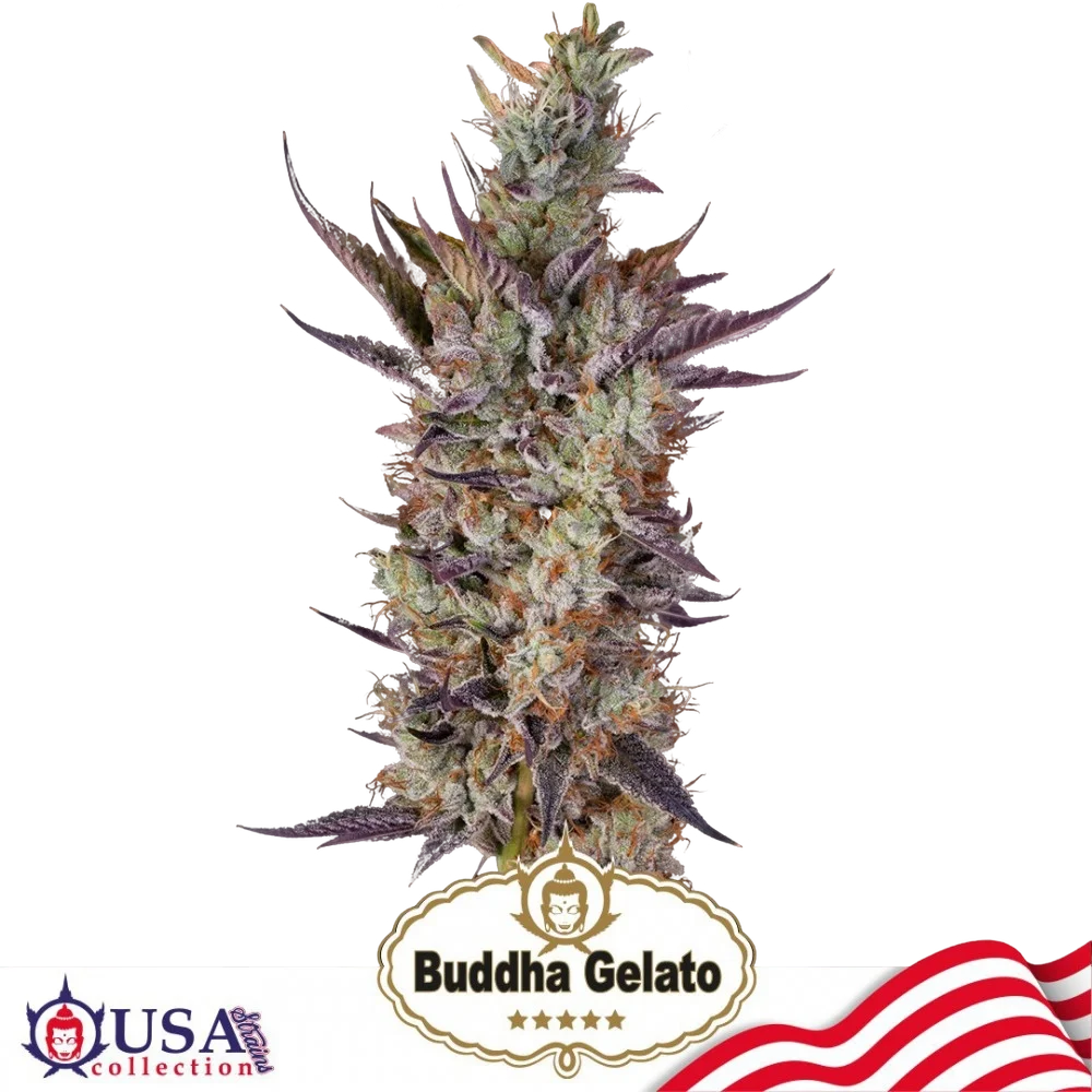 Buddha Gelato – Produktansicht