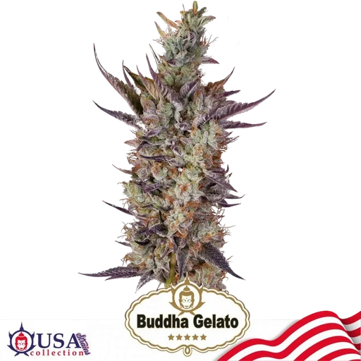 Buddha Gelato