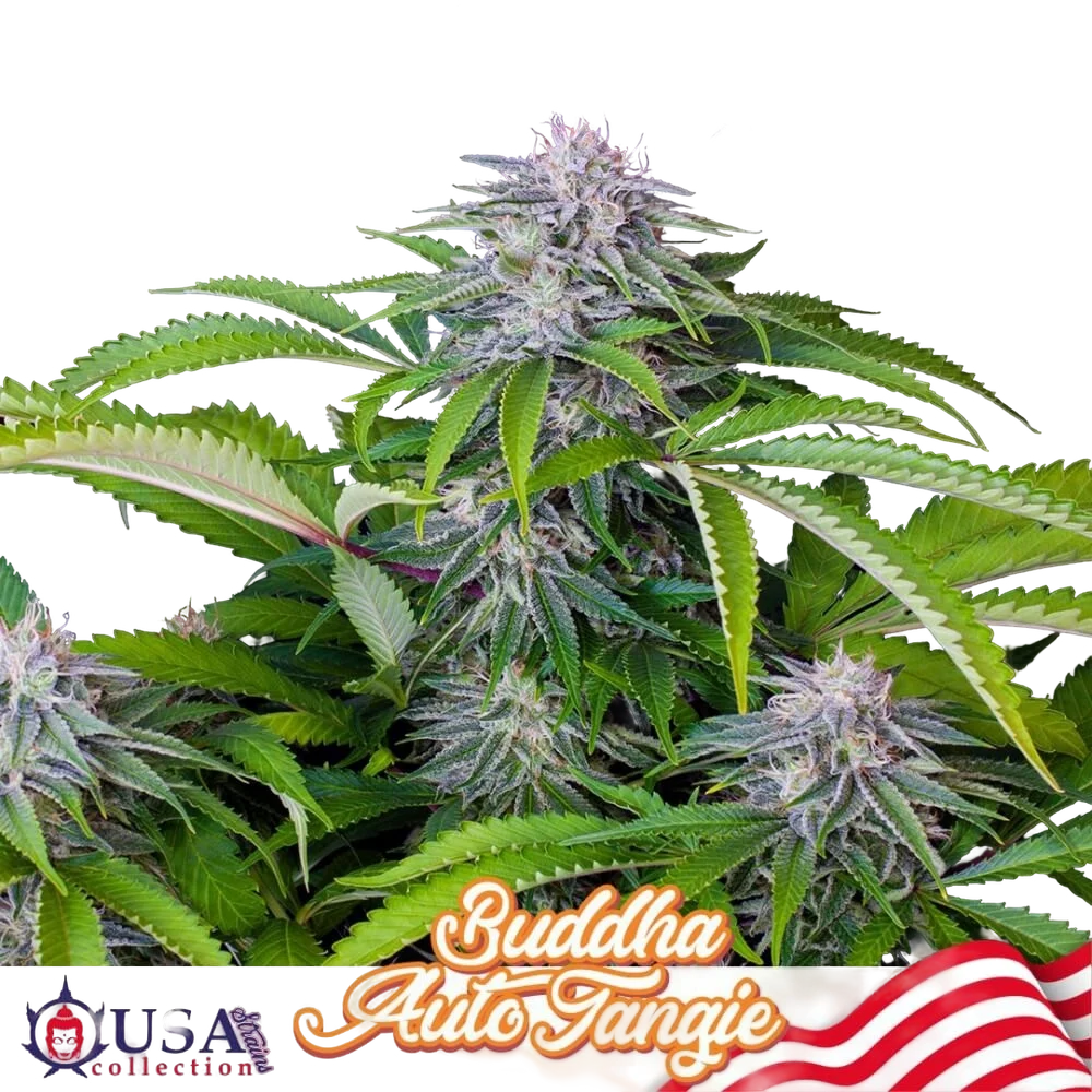 Buddha Tangie Auto – Produktansicht