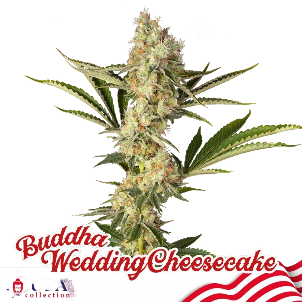 Buddha Wedding Cheesecake – Produktansicht