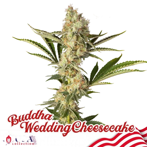 Buddha Wedding Cheesecake