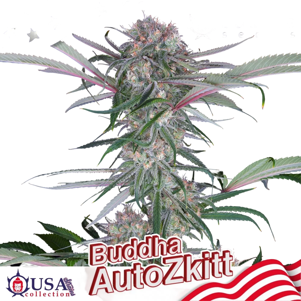Buddha Zkittlez Auto – Produktansicht