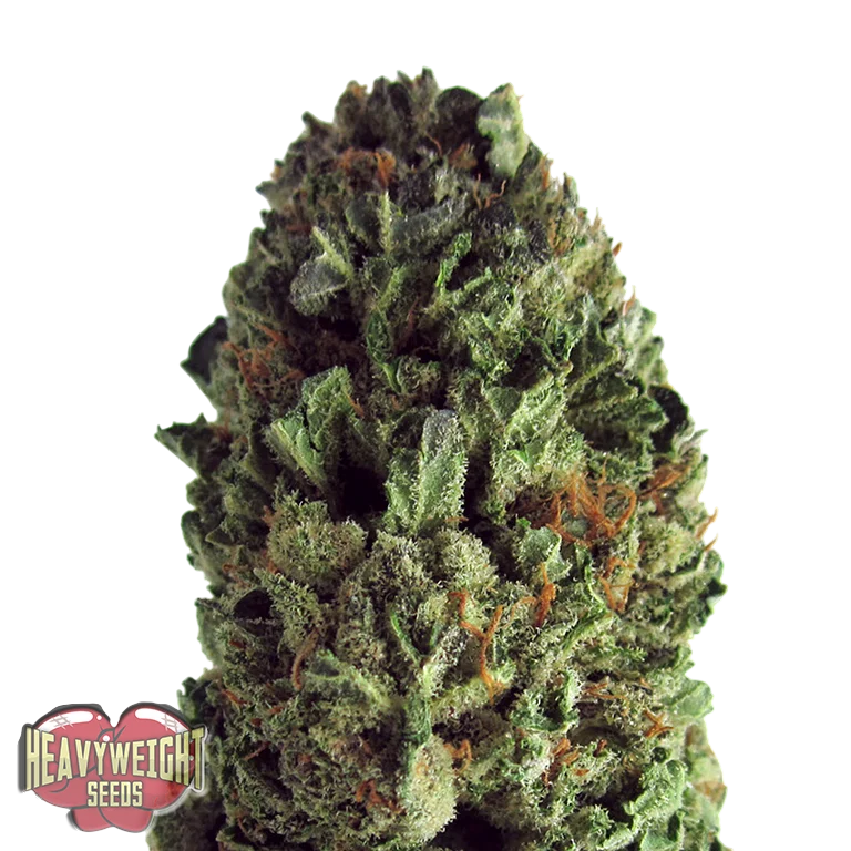 Budzilla – Produktansicht