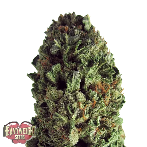 Budzilla