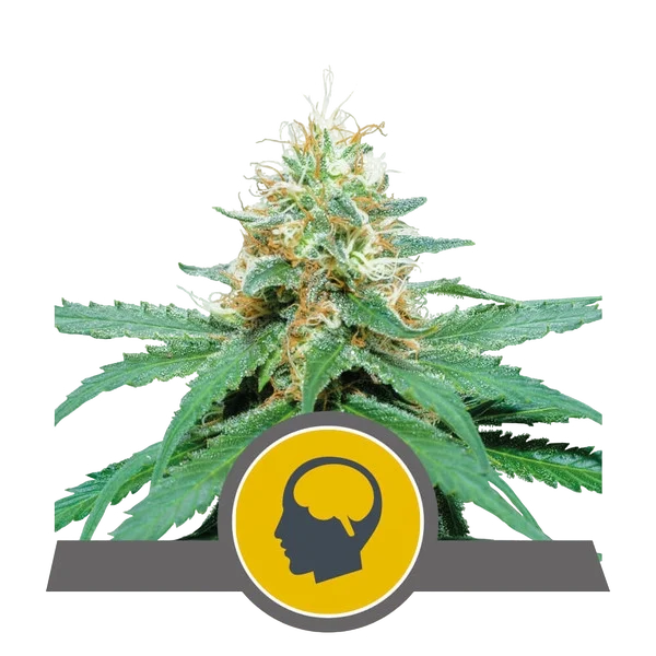 Amnesia Haze – Produktansicht