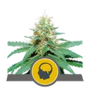 Amnesia Haze | PHOTOREG | Royal Queen Seeds