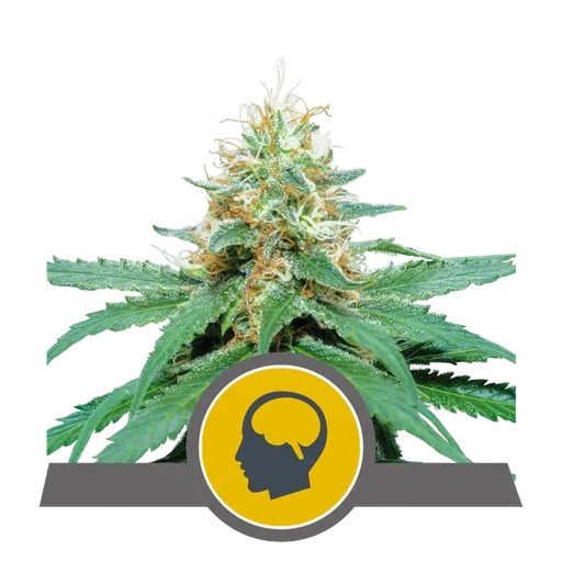 Amnesia Haze