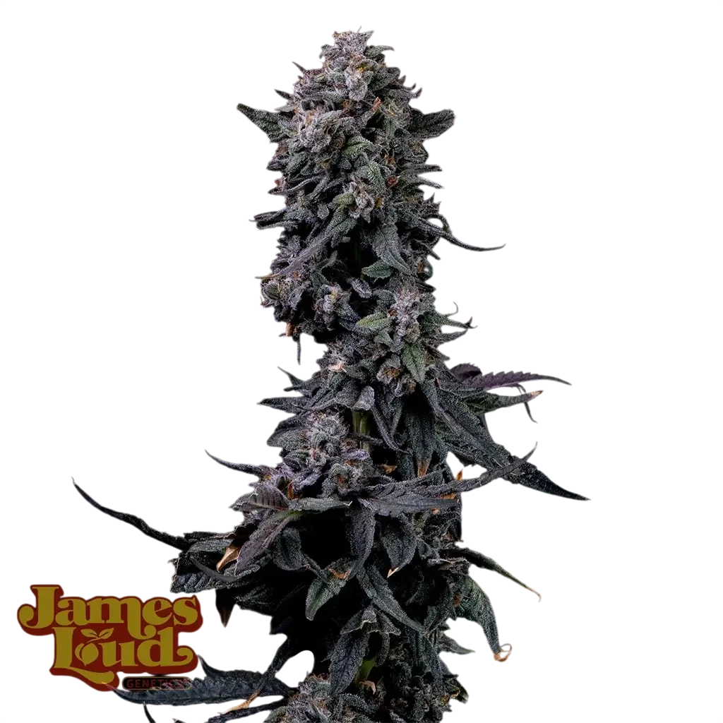Bumpboxx Kush – Produktansicht