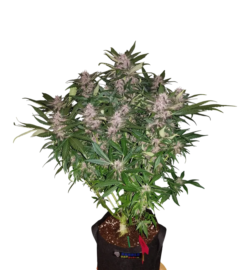 C4 Auto | AUTOFEM | Fast Buds