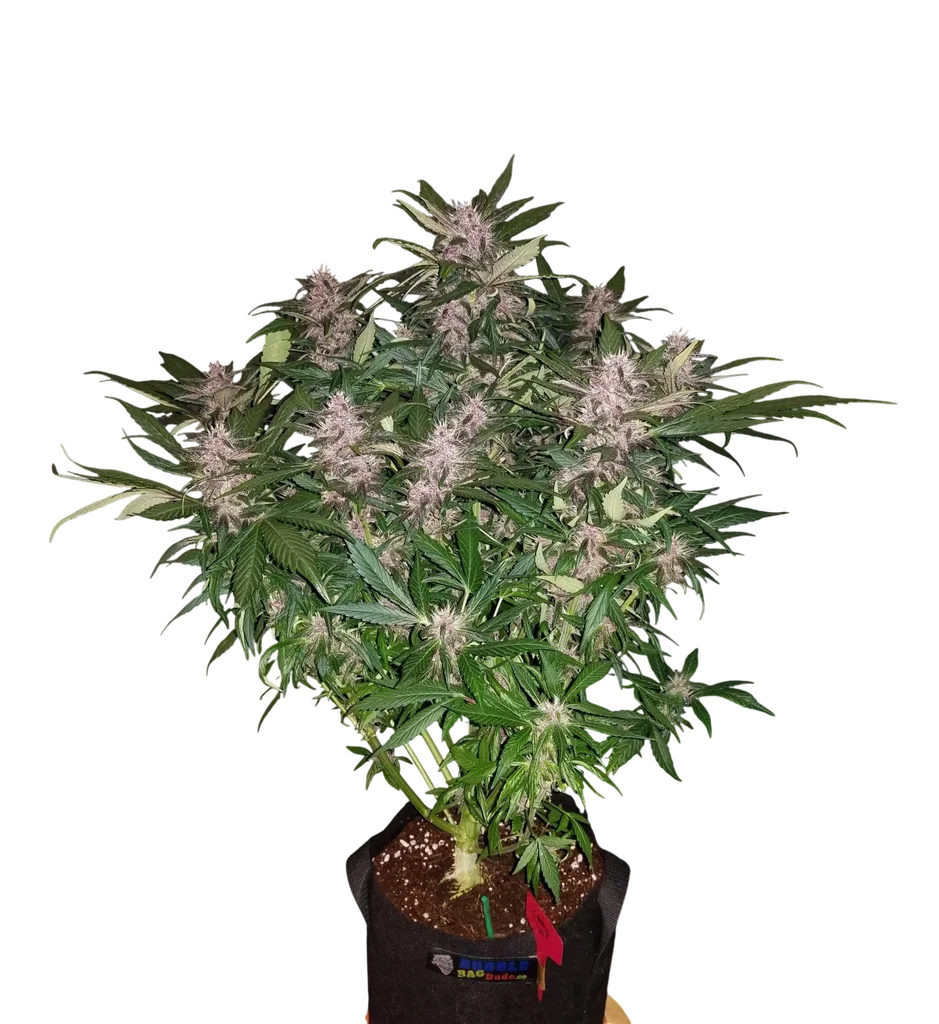 C4 Auto | AUTOFEM | Fast Buds