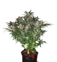 C4 Auto | AUTOFEM | Fast Buds