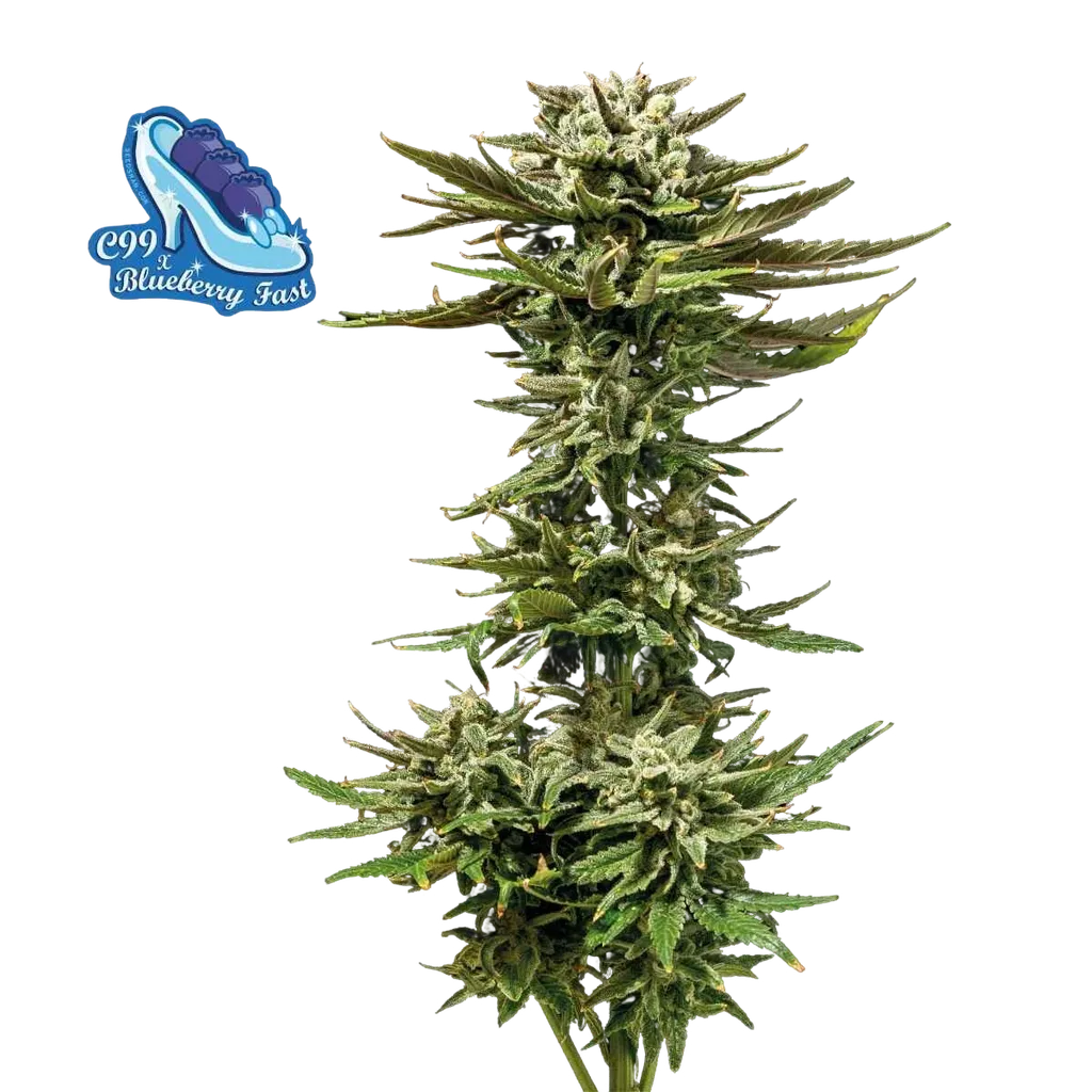C99 x Blueberry Fast | PHOTOFEM | Seedsman