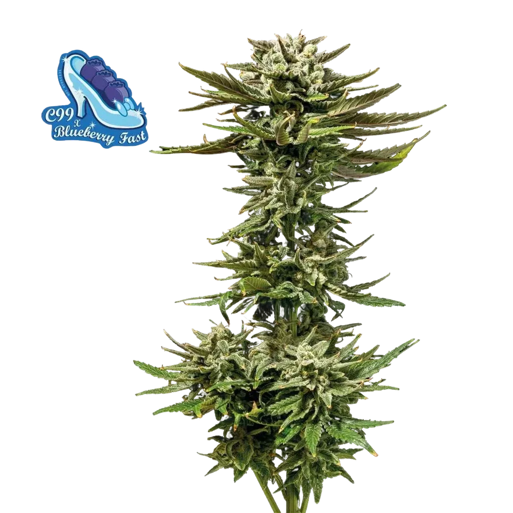 C99 x Blueberry Fast – Produktansicht