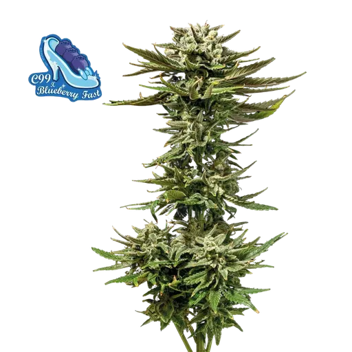 C99 x Blueberry Fast