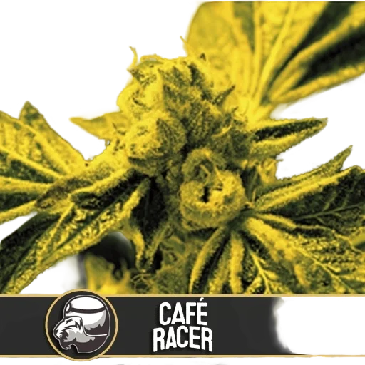 Café Racer – Produktansicht