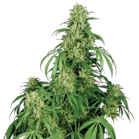 Calamity Jane Auto – Produktansicht