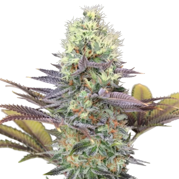 Cali Bay Dream – Produktansicht